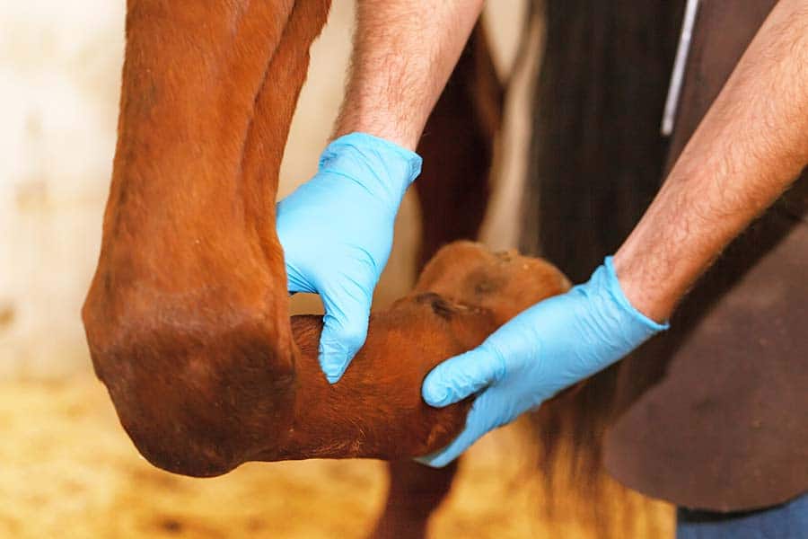 A veterinarian checking a horse's joints