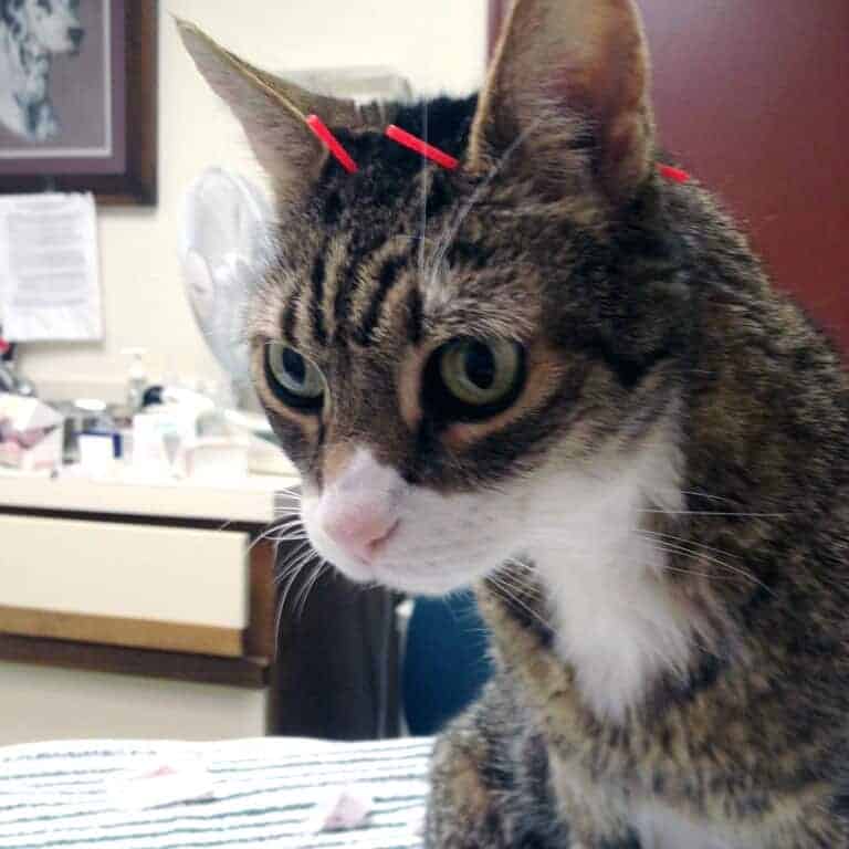 Feline routine veterinary care