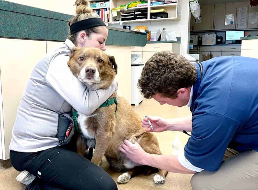 Dog receiving vaccination