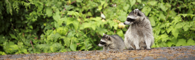 Raising Awareness on World Rabies Day