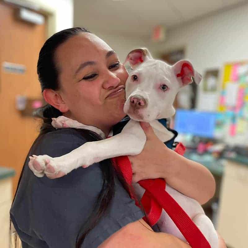 Veterinary dental care