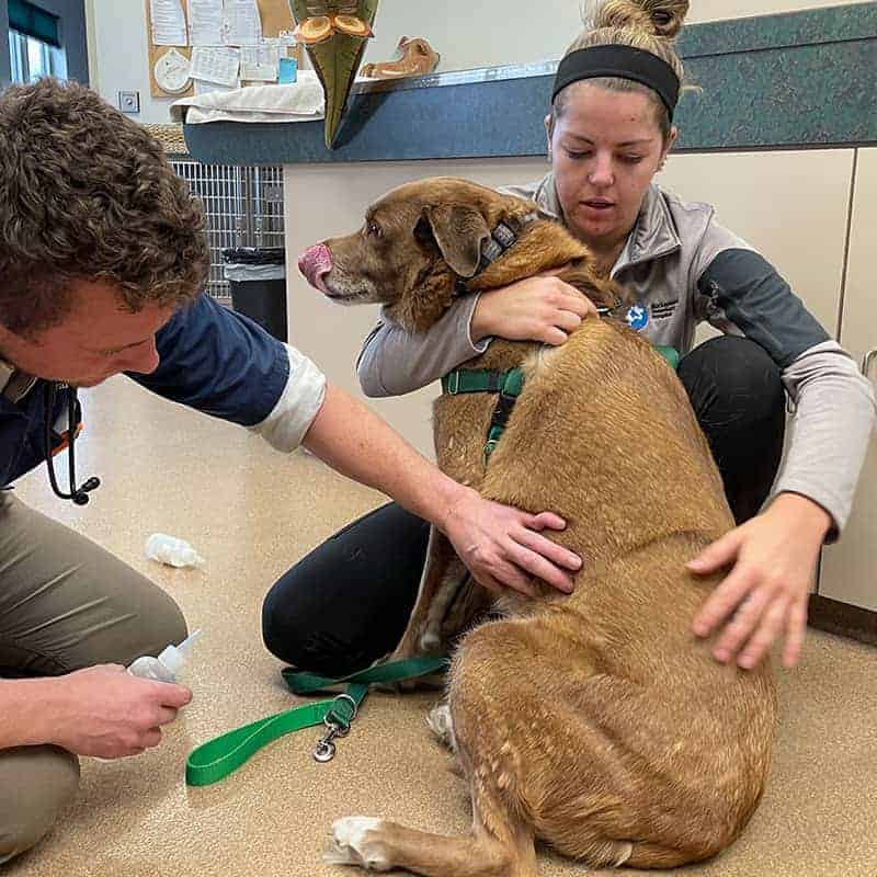 Emergency veterinary care