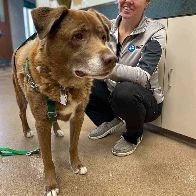 Small animal veterinary care