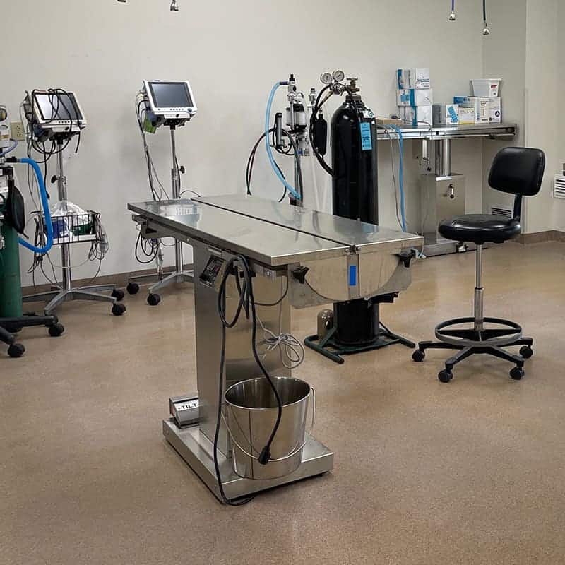 Small animal veterinary care