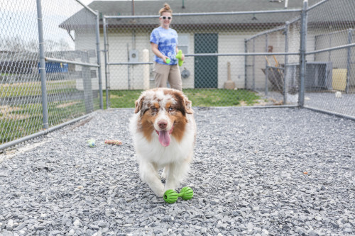 One of our pet guests in our outdoors exercise yard One of our pet guests in our outdoors exercise yard