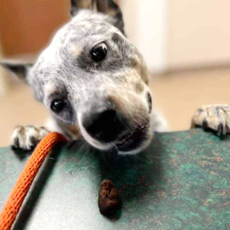 Canine routine veterinary care