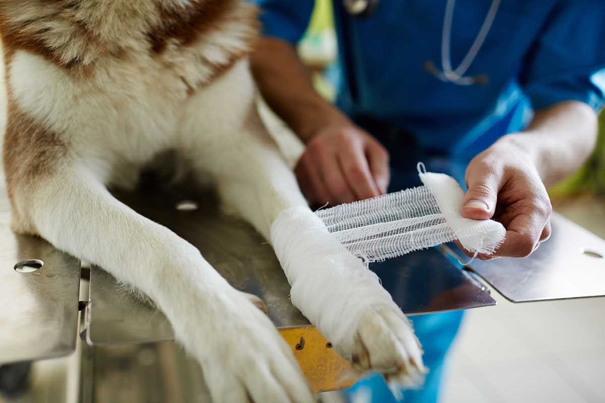 A dog being treated for an injury A dog being treated for an injury
