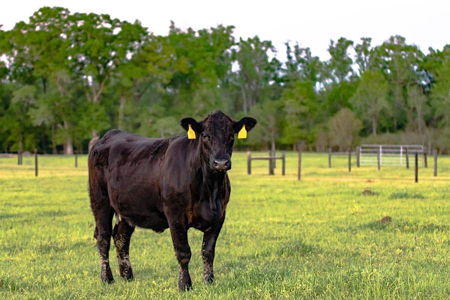 A cow in a field.