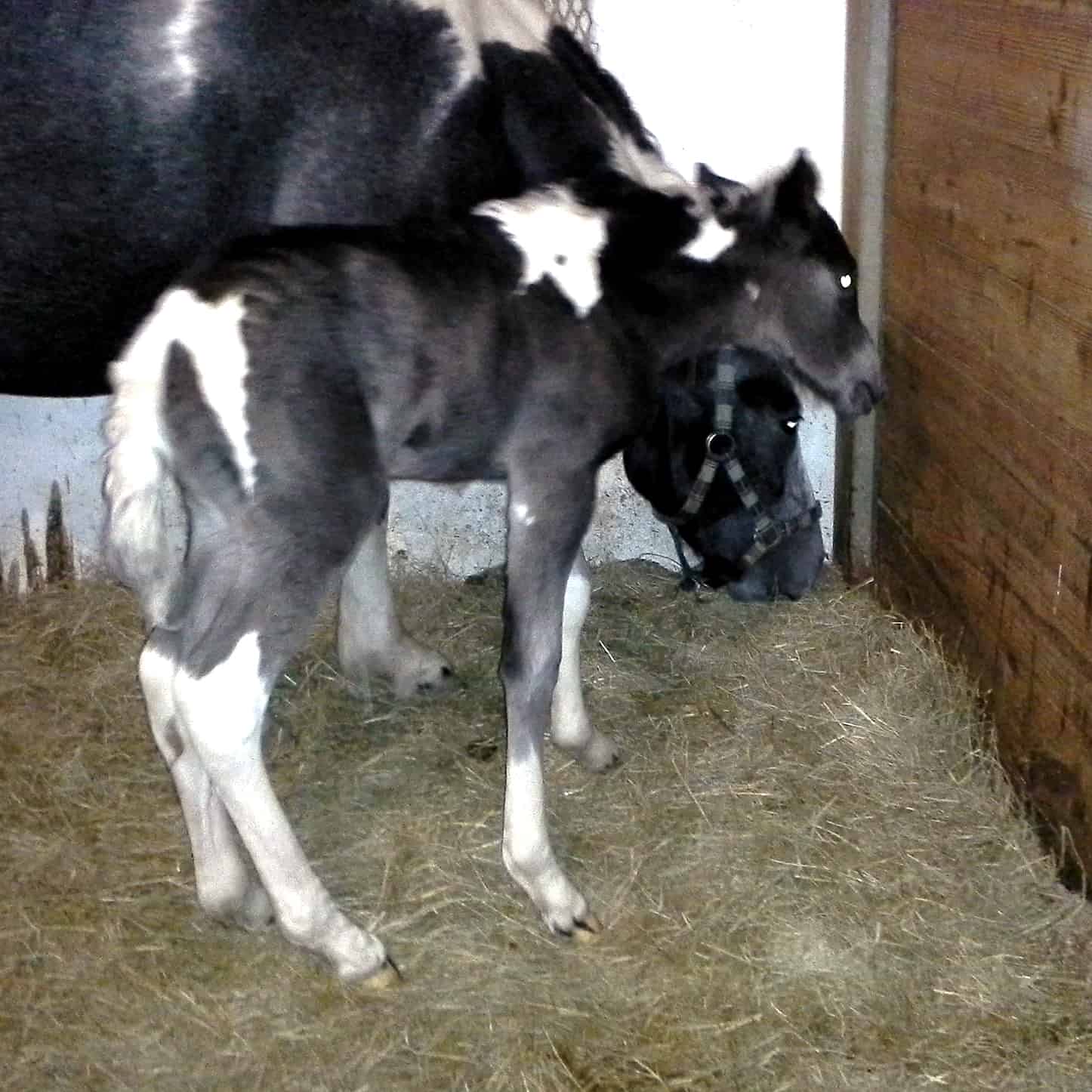 Farm animal veterinary care