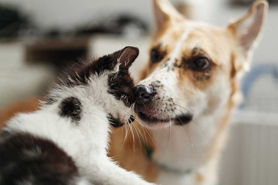 A dog sniffing their friend kitty