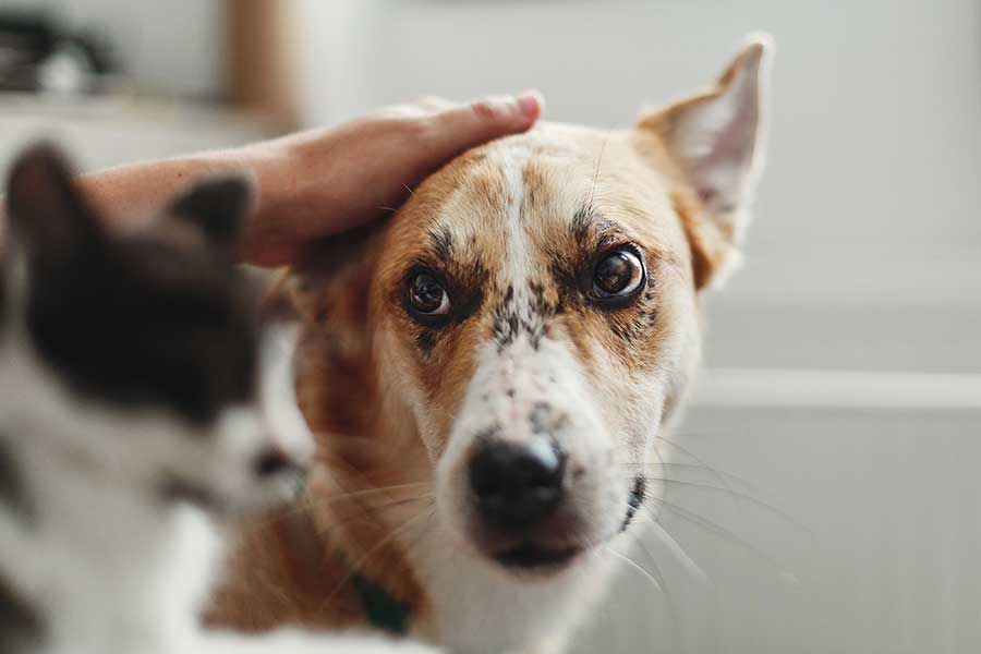 The dog looking at the cat while being petted The dog looking at the cat while being petted