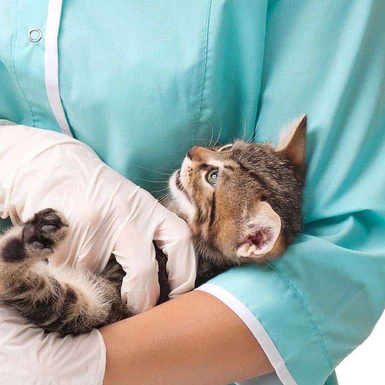 Orthopedic Surgery