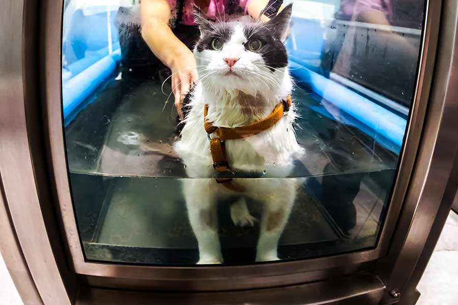 A cat being given therapy