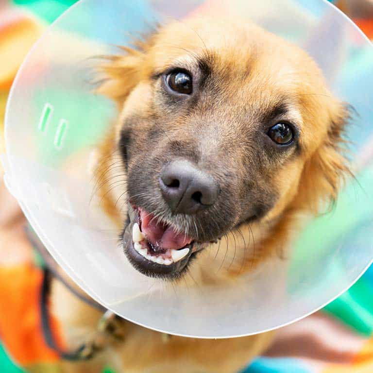 Soft-Tissue Surgery
