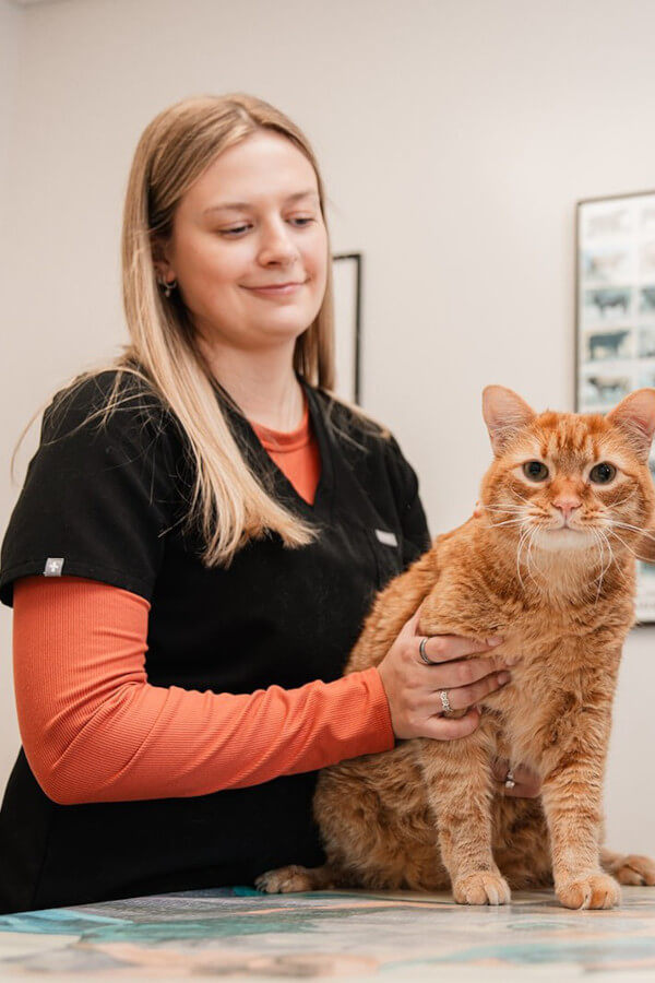A vet tech holding a feline patient
