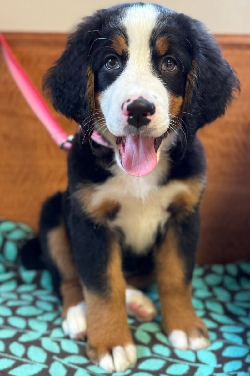 Cute puppy