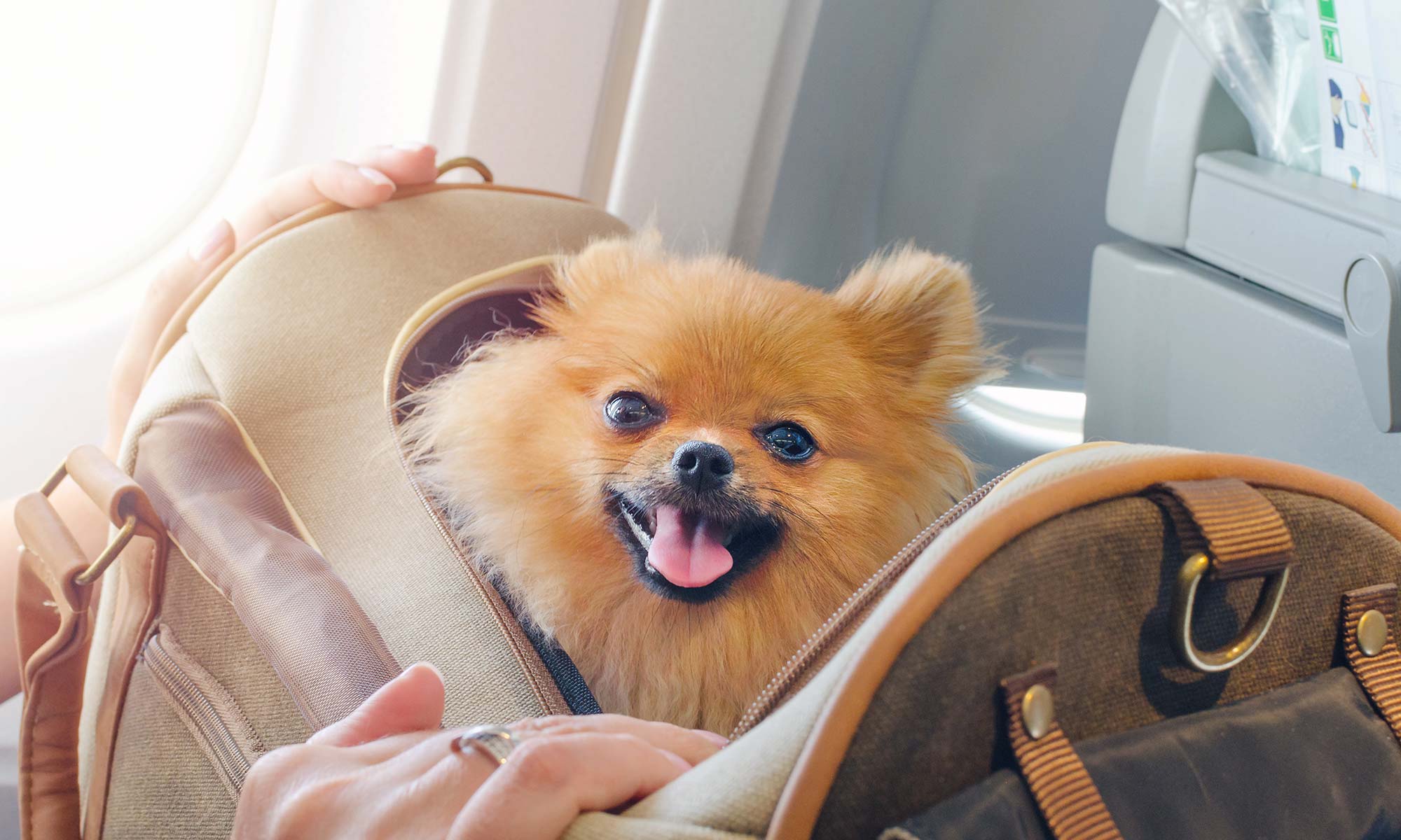A Pomeranian in a carry case