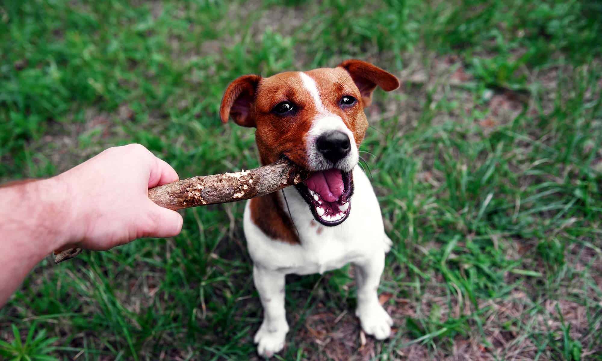 A dog chewing on a stick
