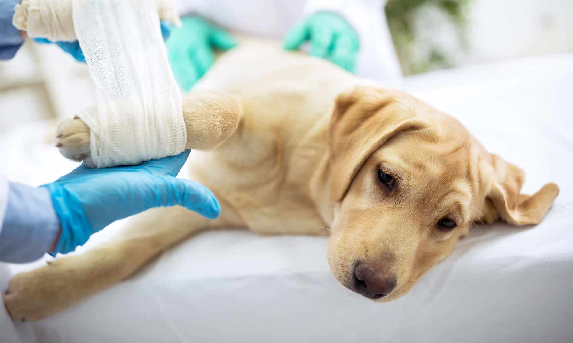 A puppy having its paw treated