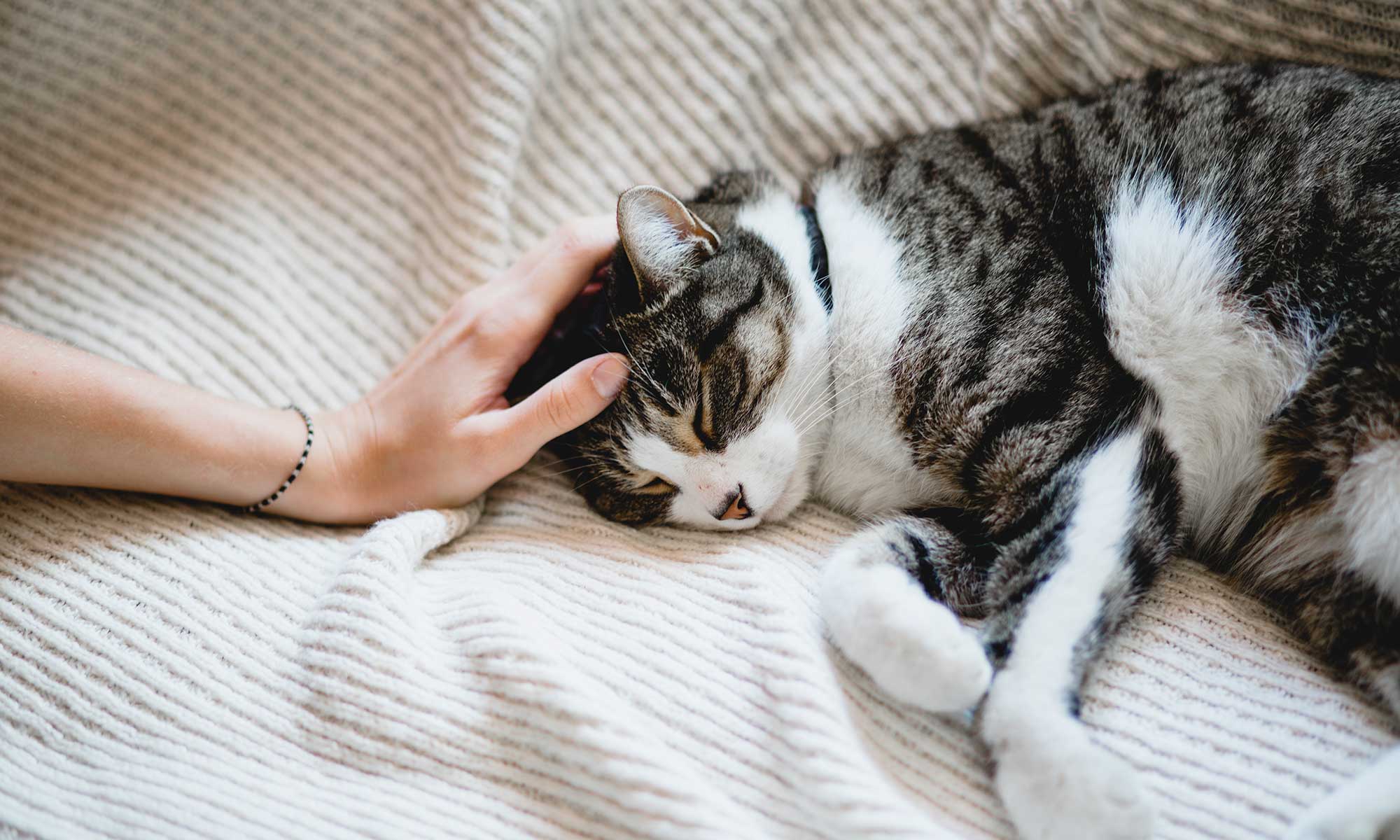 A cat laying on a blanket being petted