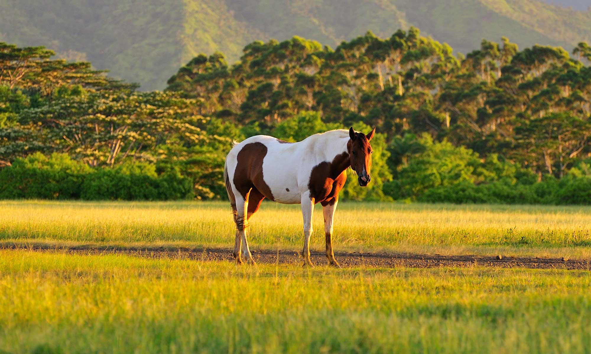 A horse standing in a field