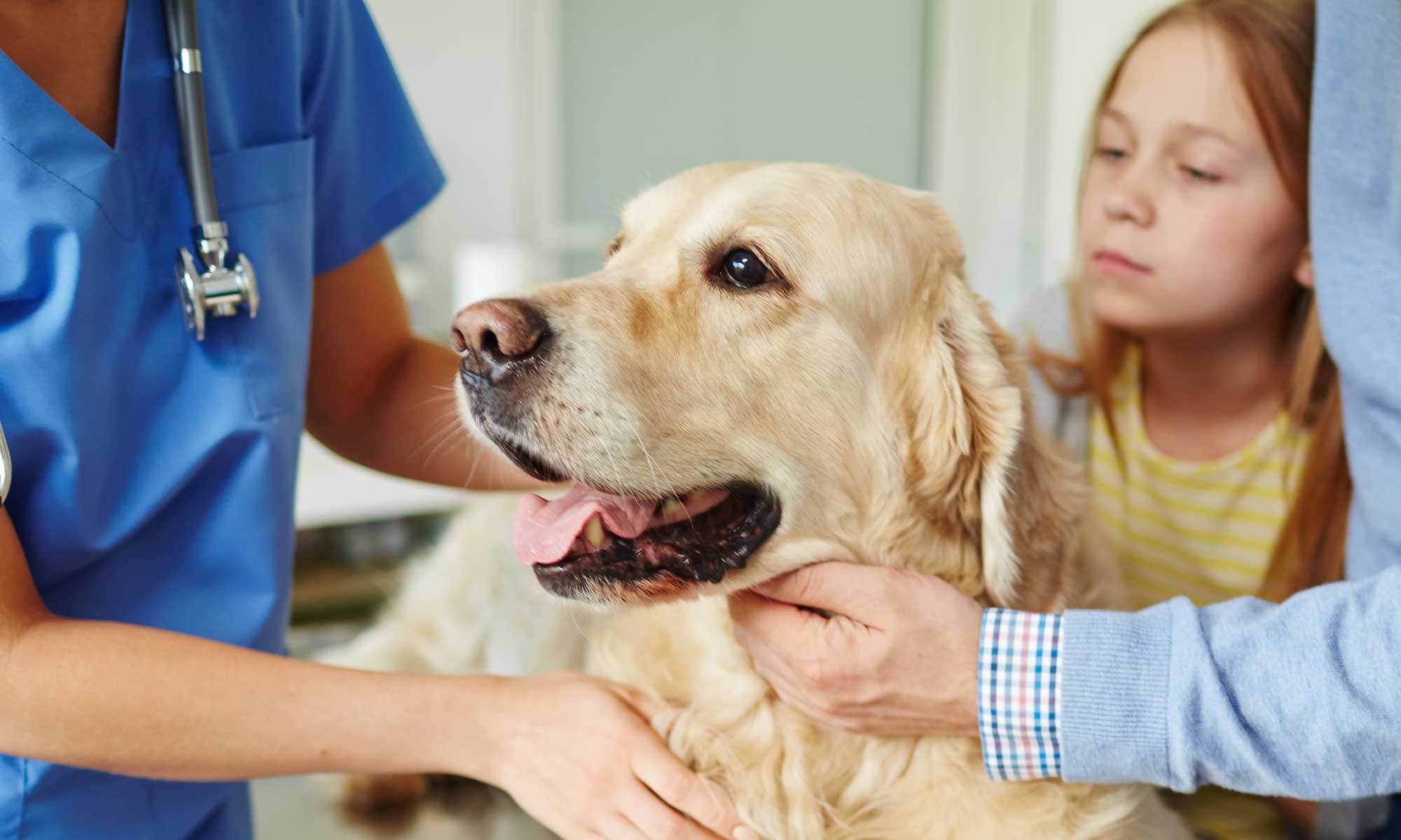 A golden retriever being examined at the vet office