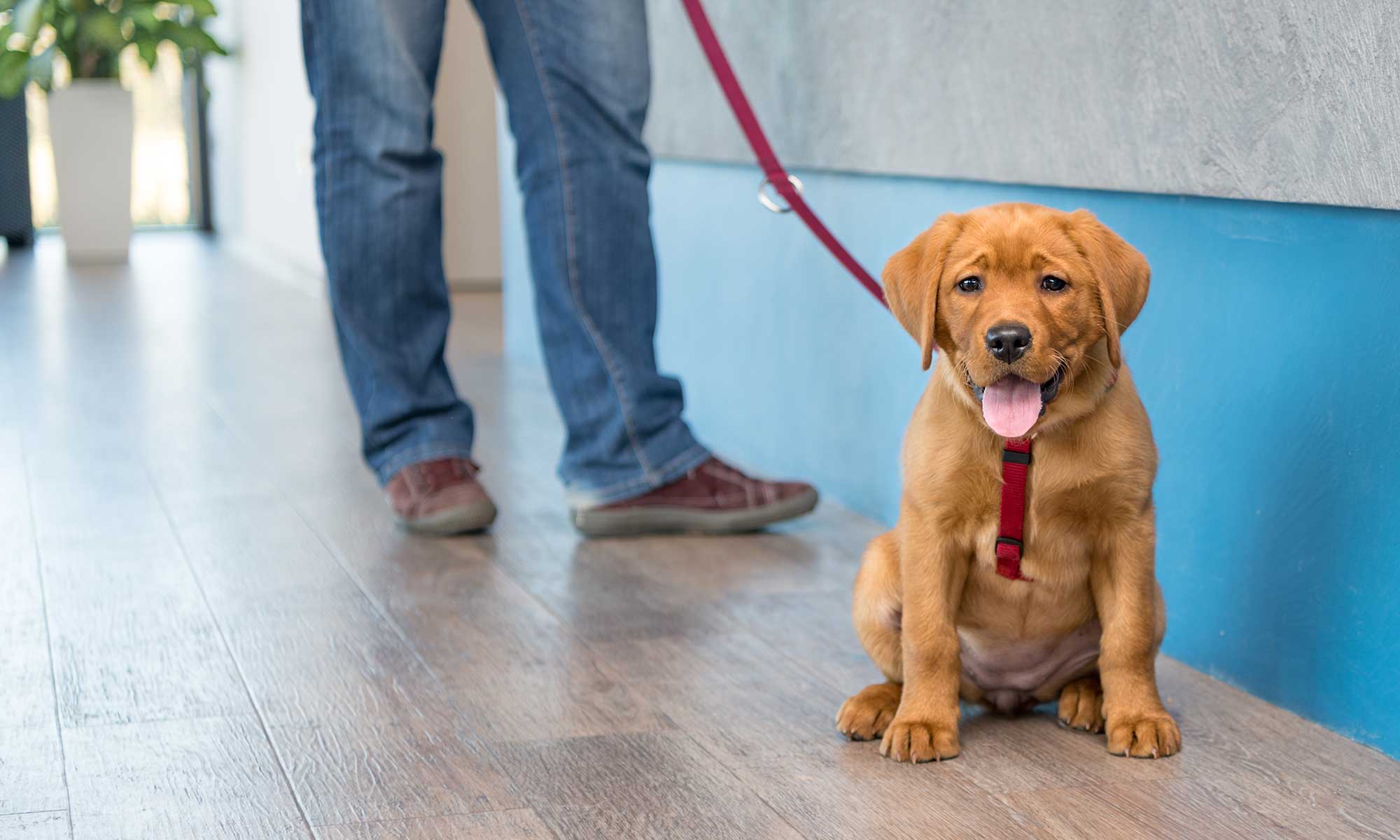 A puppy sitting in the vet office with their human