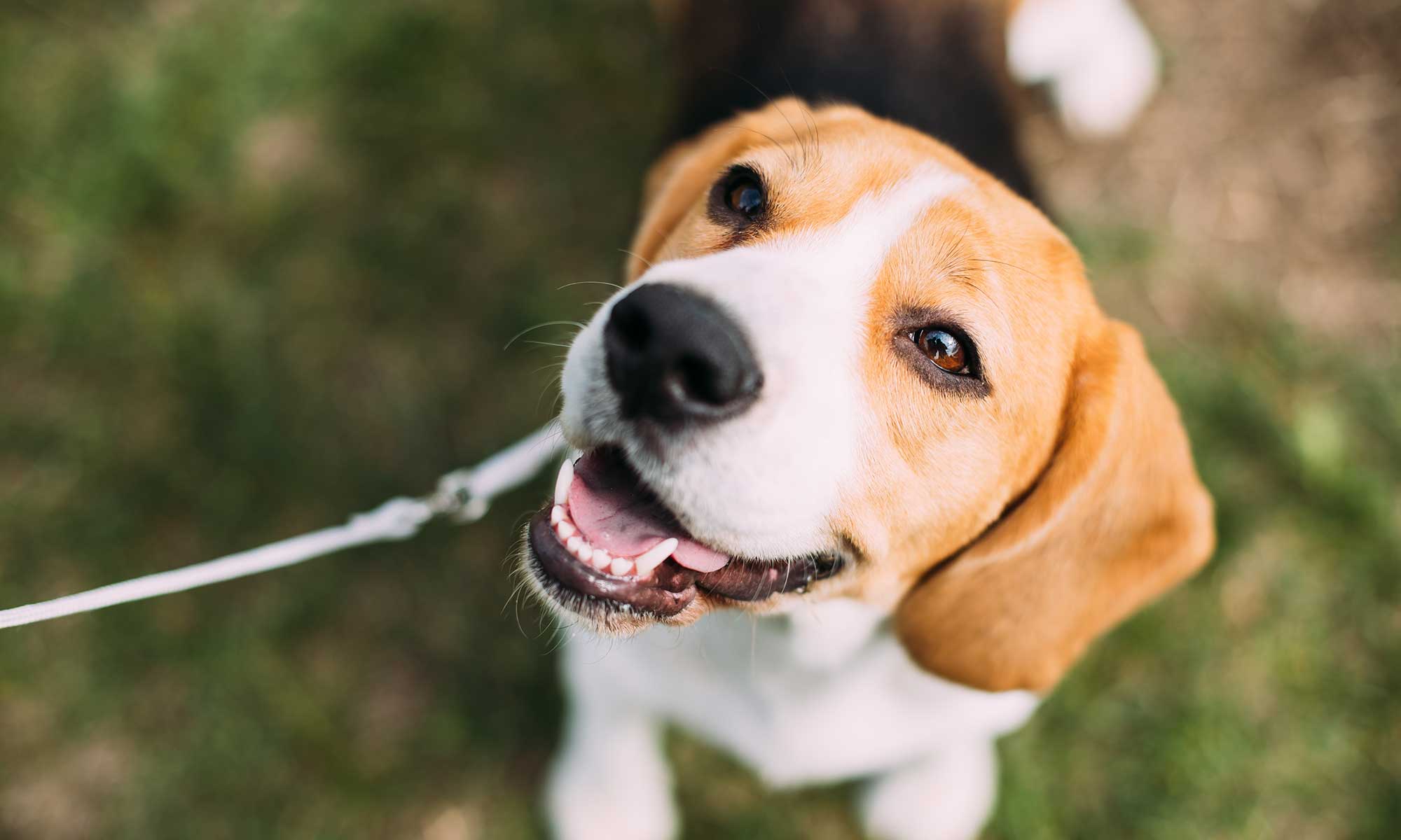 A beagle looking up at their human