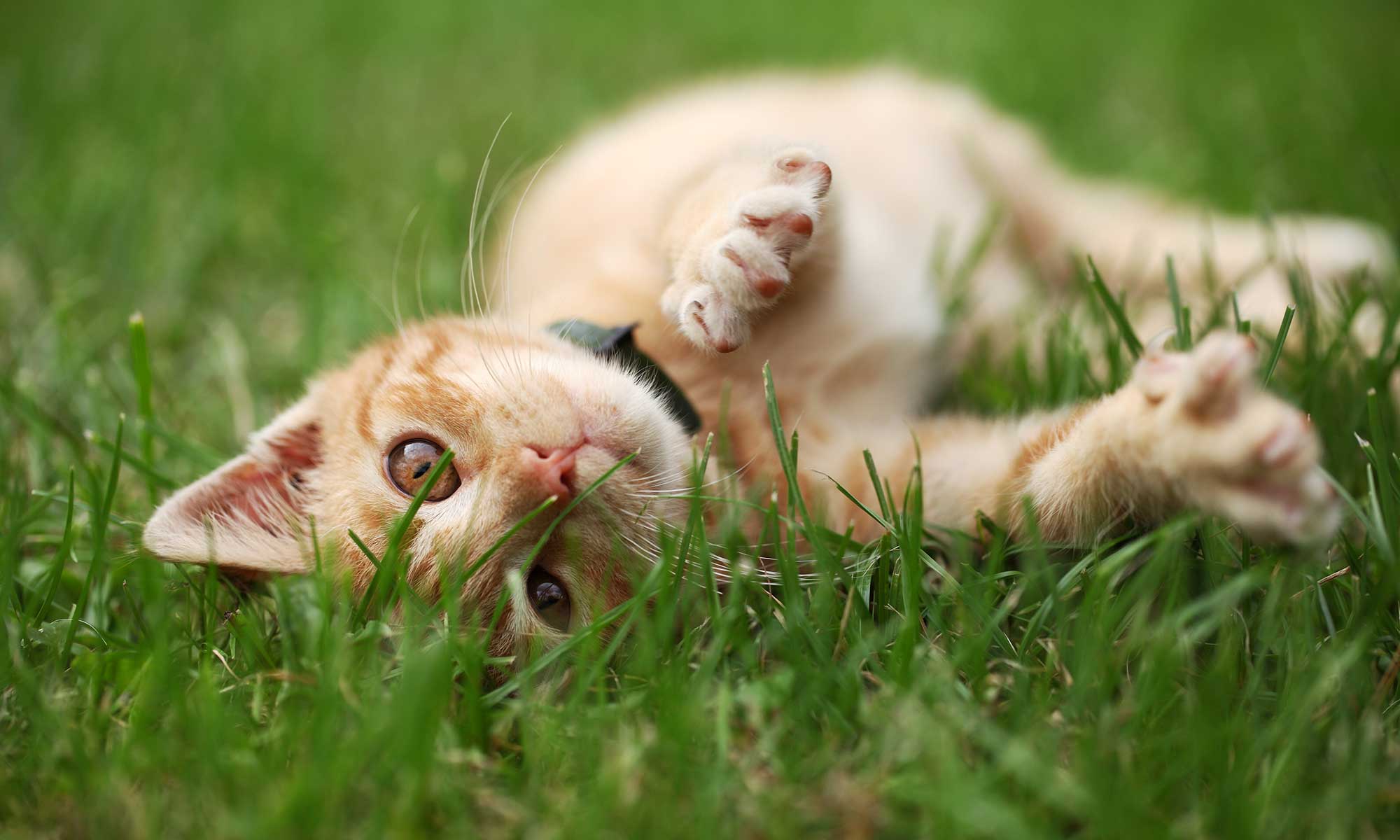 A cat playing in the grass