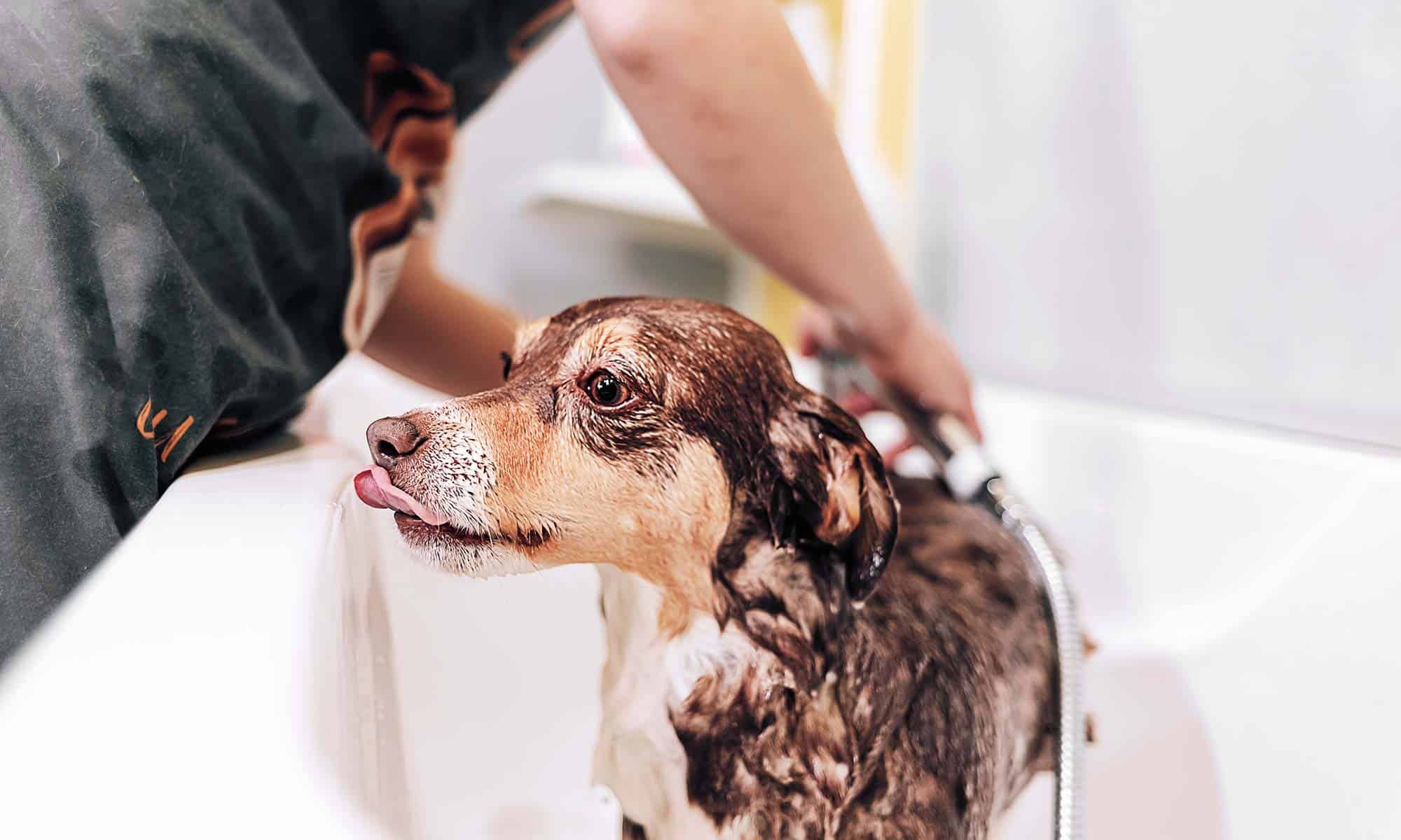 A dog being bathed