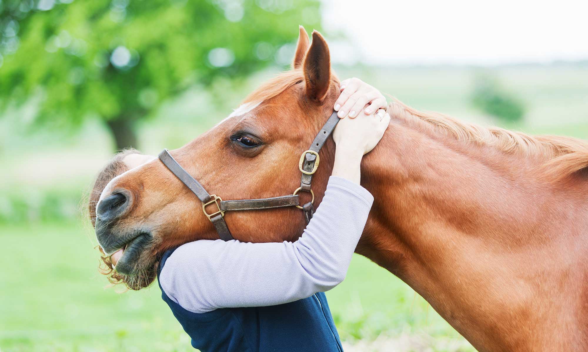 A horse getting a hug from their human
