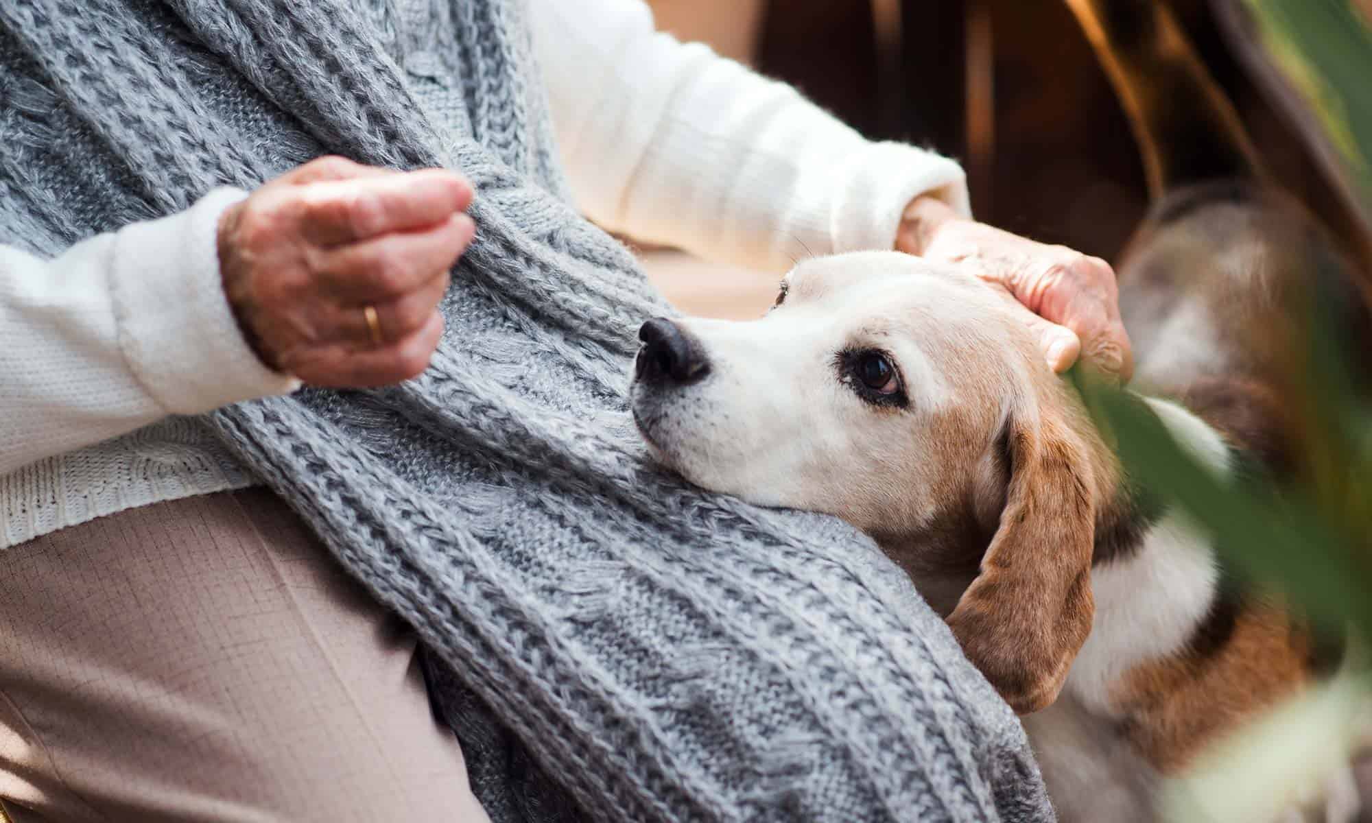 An older dog sitting with their human