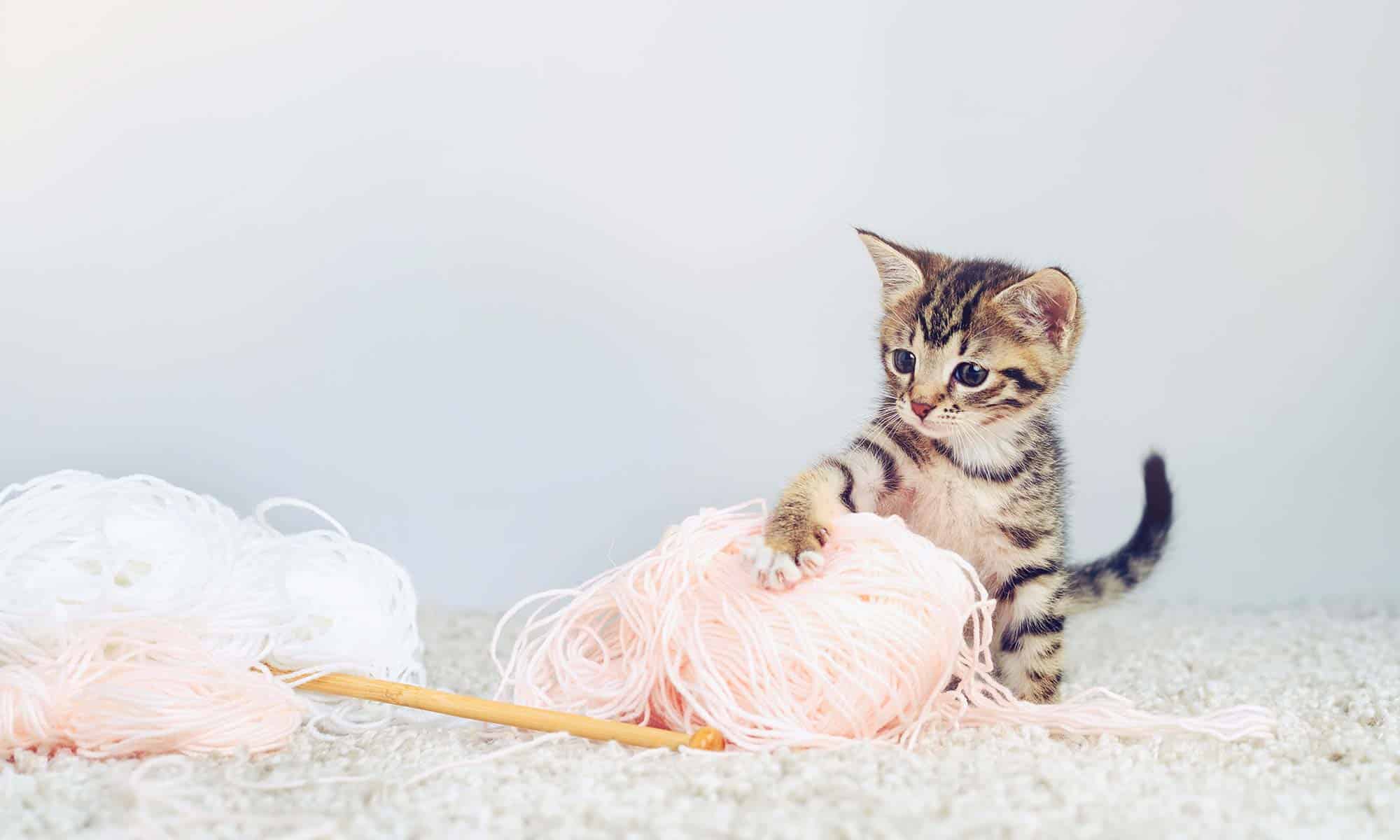 A kitten playing with yarn