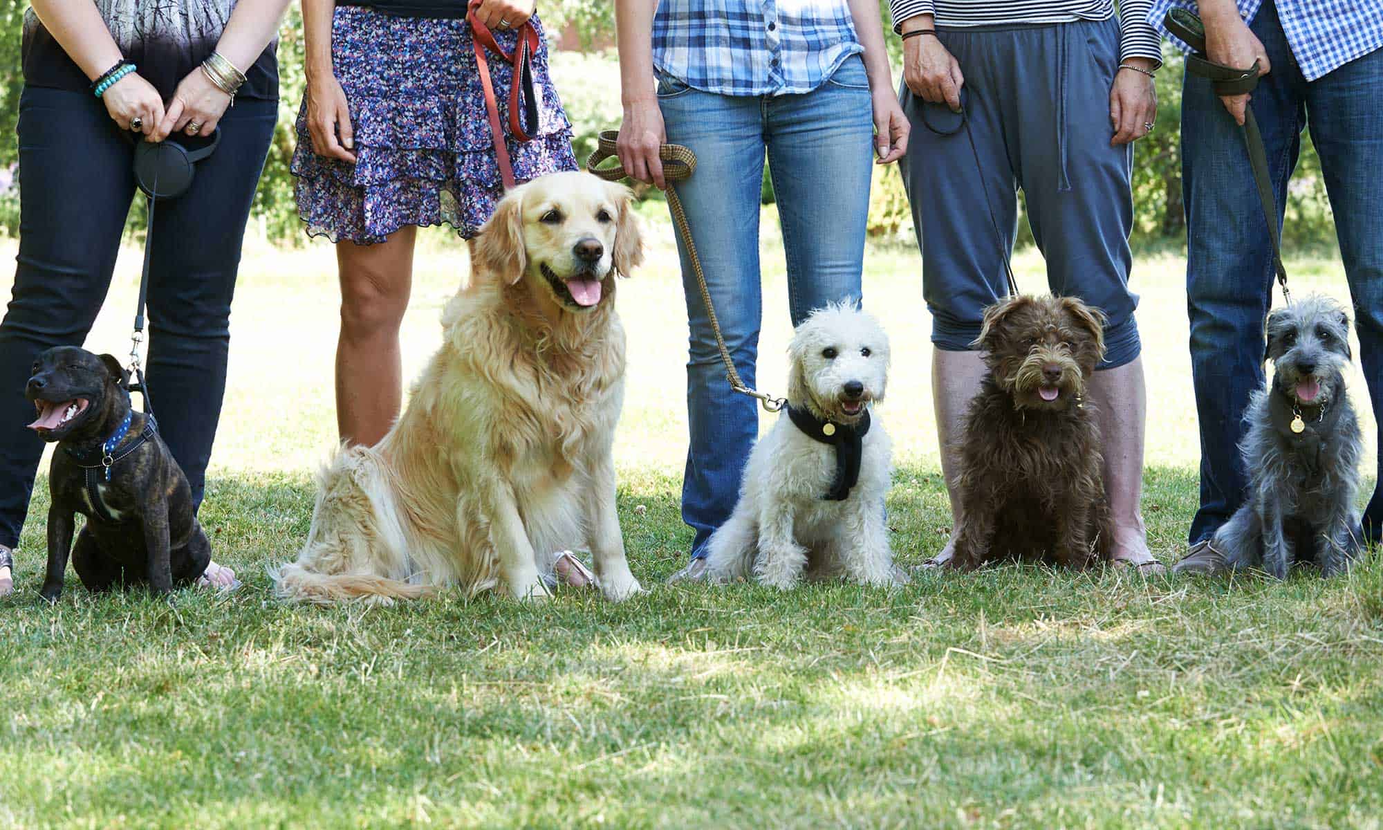 A dog training class outside